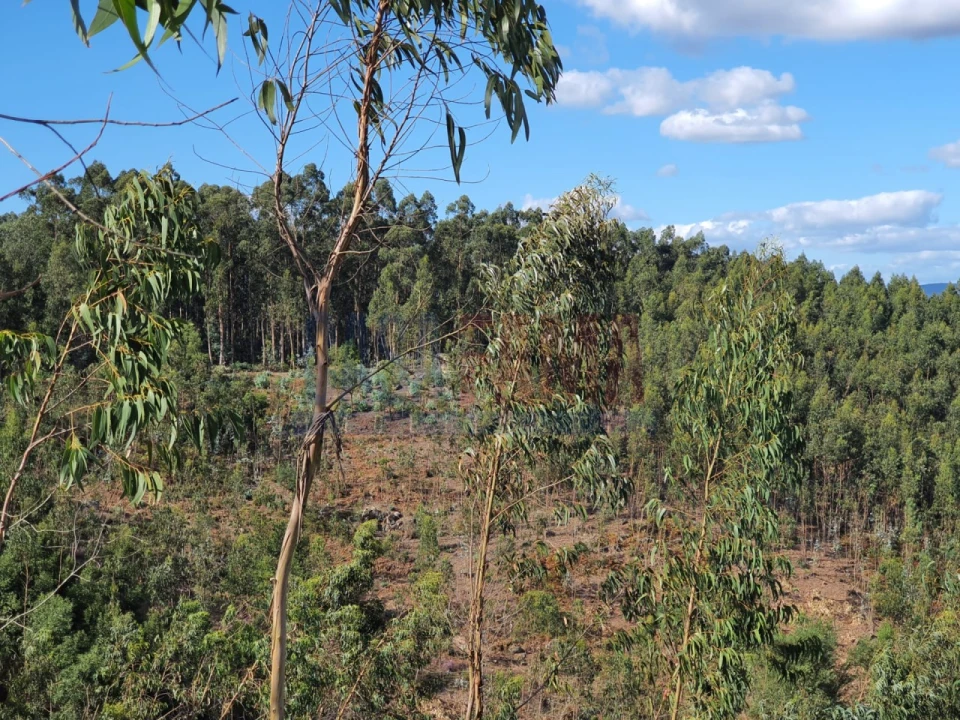 Terreno para Venda em Bougado (São Martinho e Santiago) Foto 1