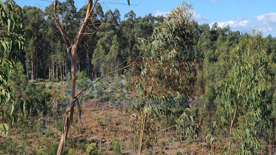Terreno para Venda em Bougado (São Martinho e Santiago)