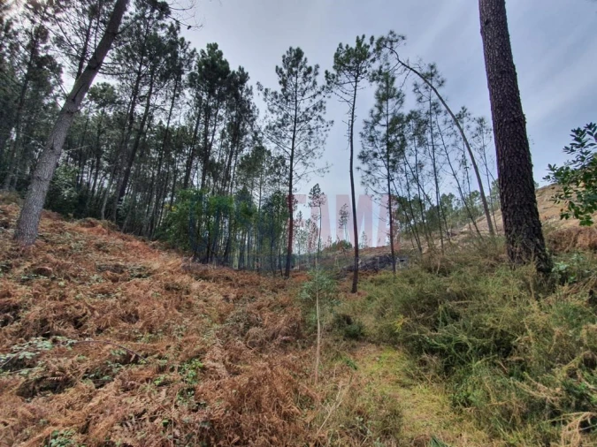 Terreno para Venda em Vilar da Veiga Foto 2