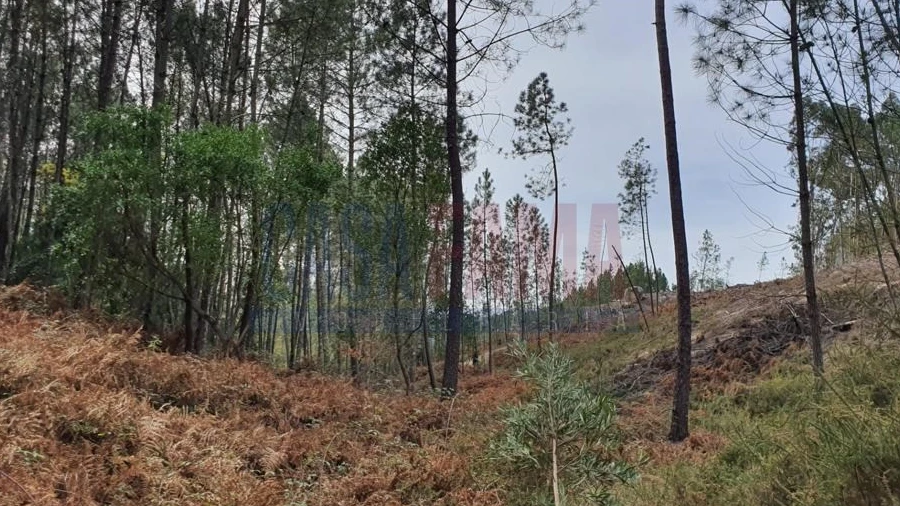 Terreno para Venda em Vilar da Veiga