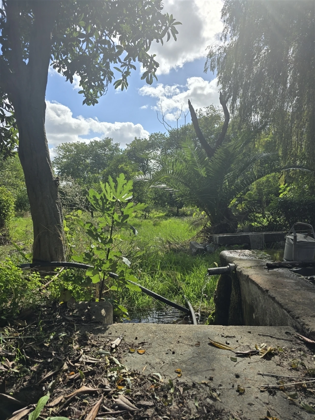 Terreno para Venda em Beja (Santiago Maior e São João Baptista) Foto 52