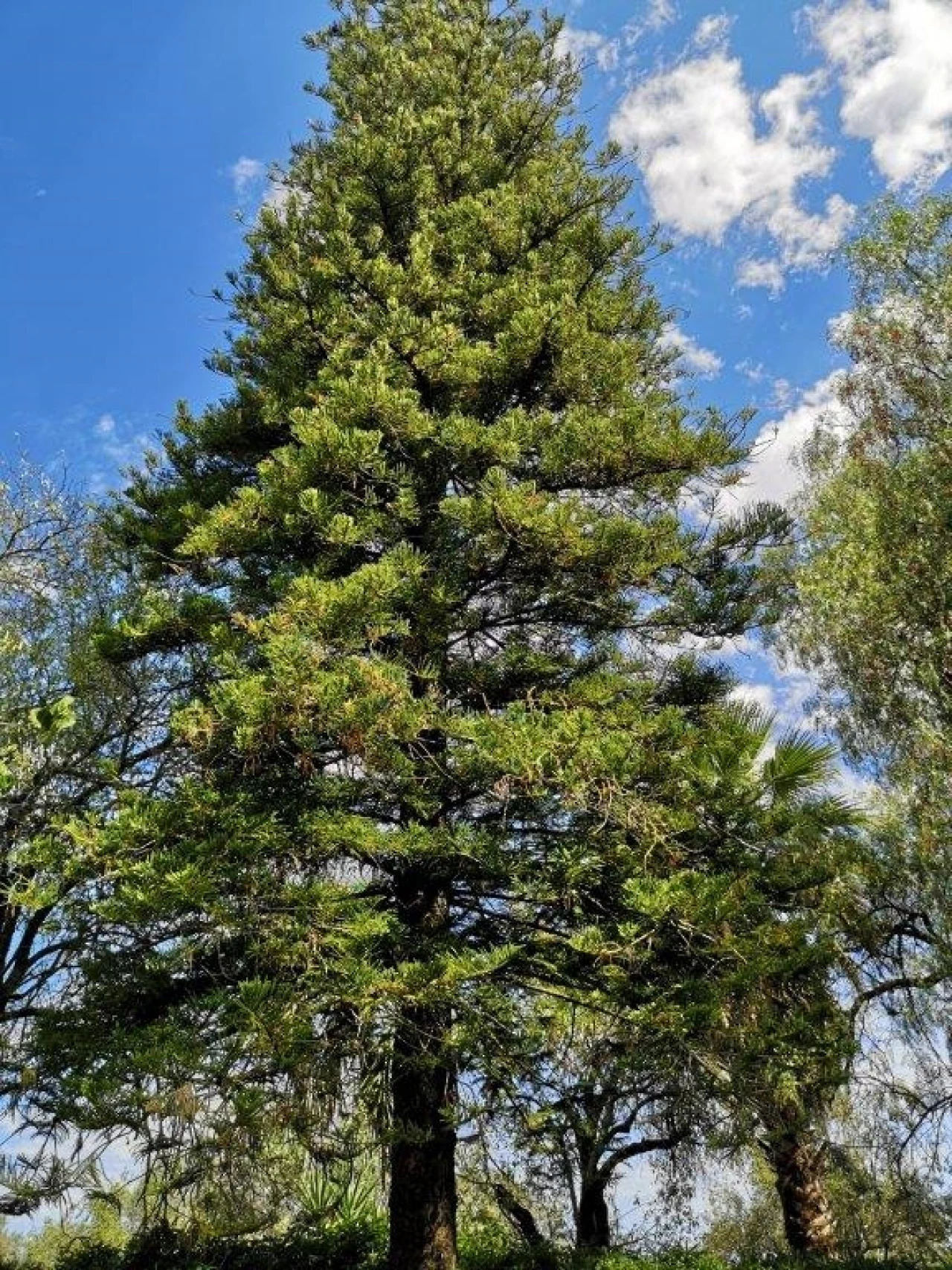 Terreno para Venda em Beja (Santiago Maior e São João Baptista) Foto 96