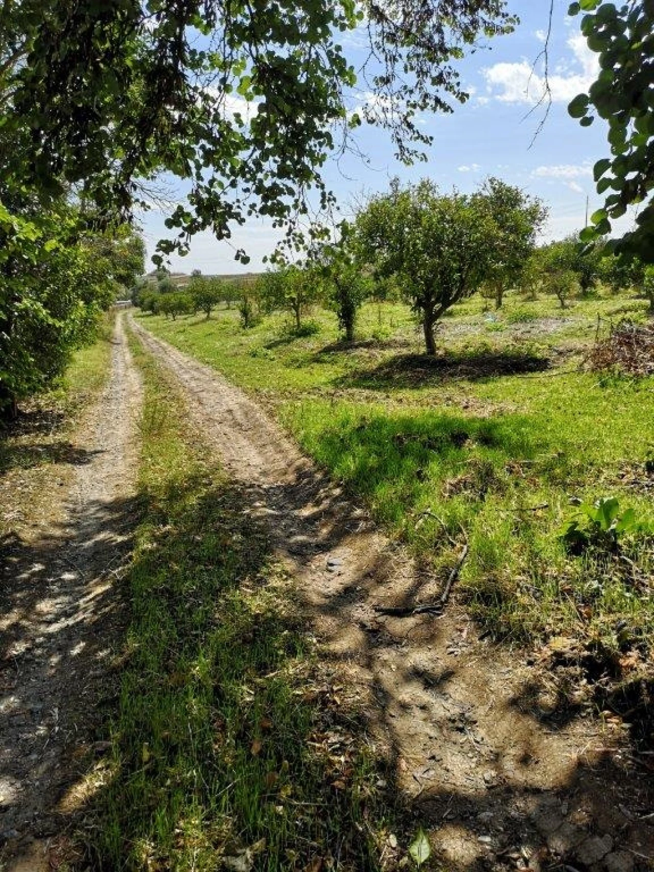 Terreno para Venda em Beja (Santiago Maior e São João Baptista) Foto 102