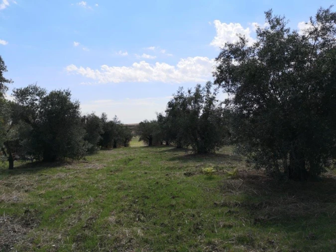 Terreno para Venda em Beja (Santiago Maior e São João Baptista) Foto 93