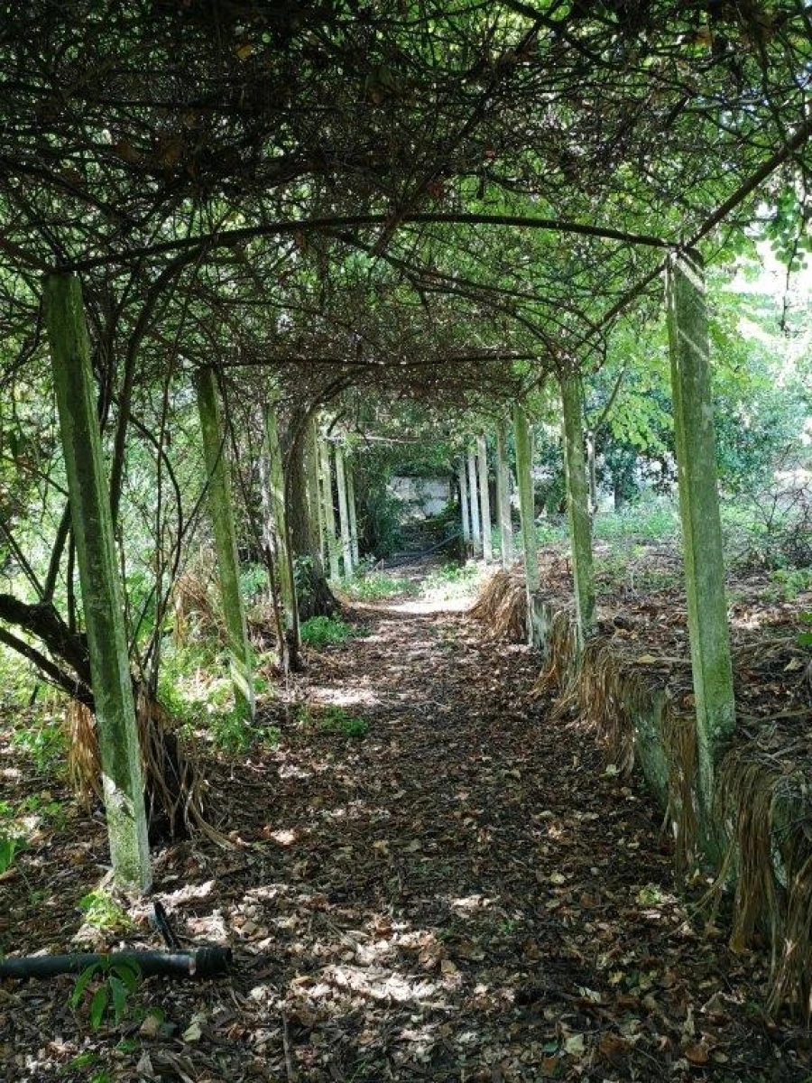 Terreno para Venda em Beja (Santiago Maior e São João Baptista) Foto 99