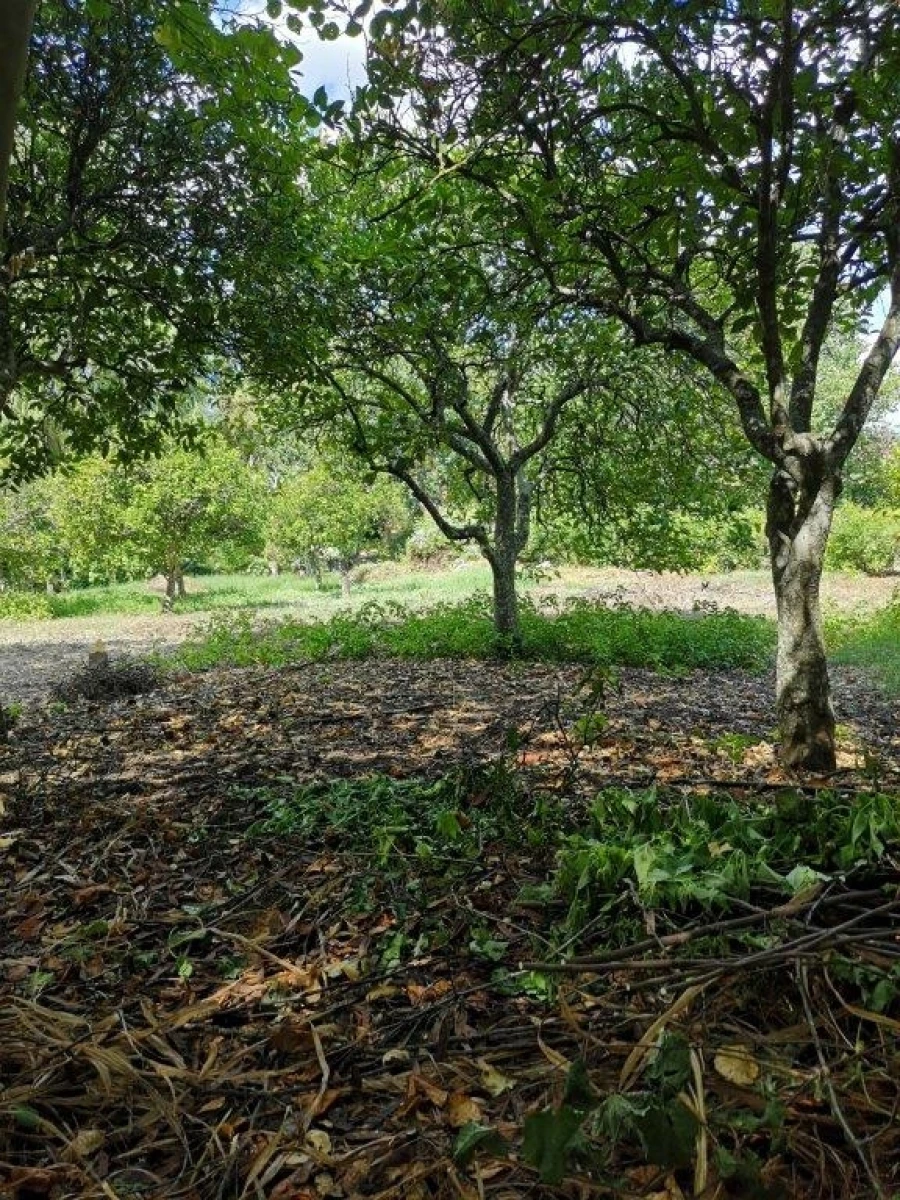 Terreno para Venda em Beja (Santiago Maior e São João Baptista) Foto 100