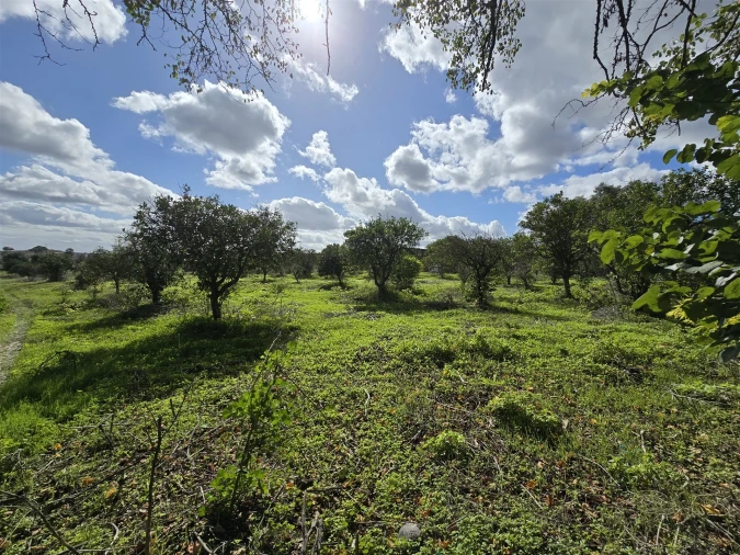 Terreno para Venda em Beja (Santiago Maior e São João Baptista) Foto 17