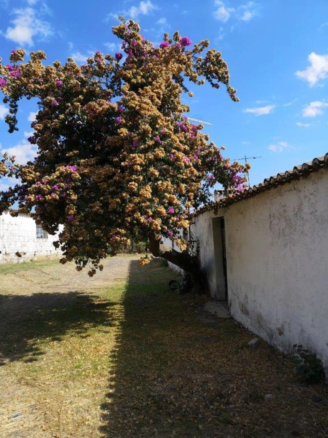 Terreno para Venda em Beja (Santiago Maior e São João Baptista) Foto 92
