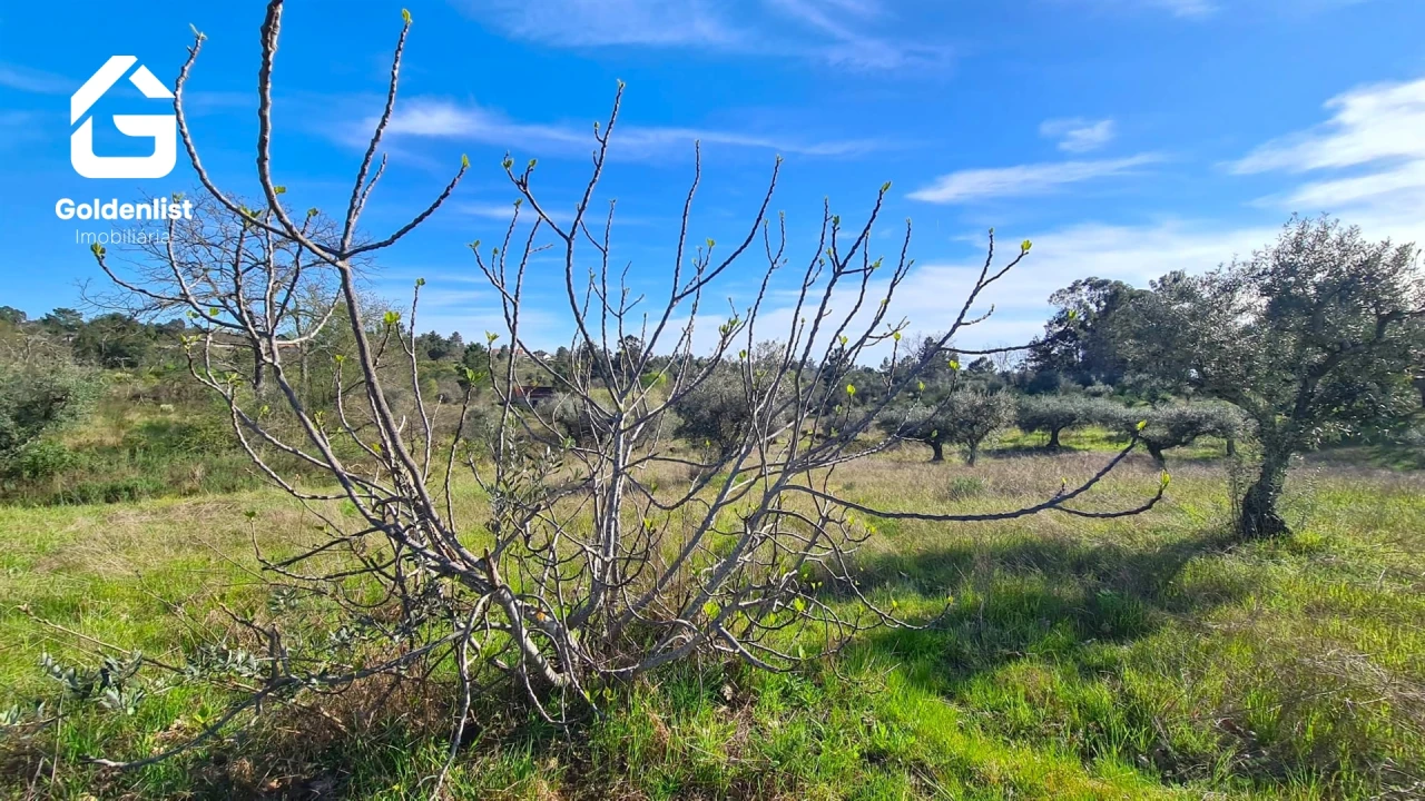 Quinta T0 para Venda em Orca Foto 22