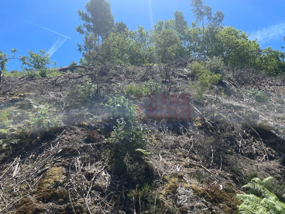Terreno para Venda em Caniçada e Soengas Foto 17