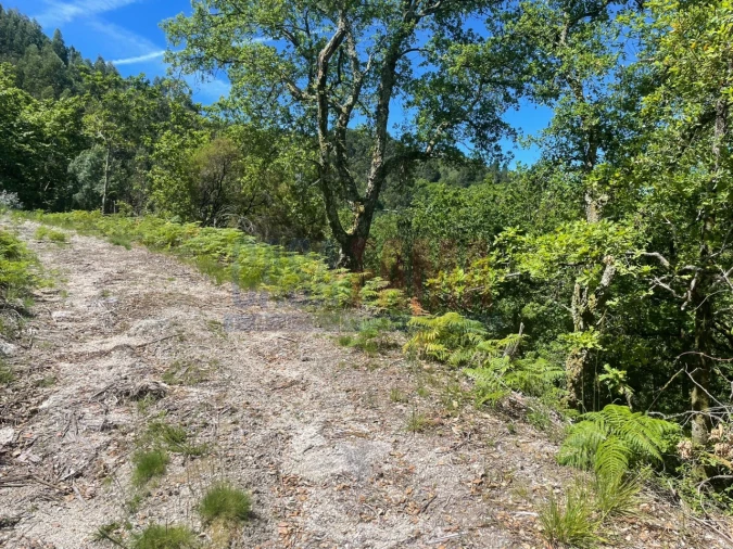 Terreno para Venda em Caniçada e Soengas Foto 4