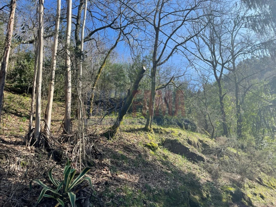 Terreno para Venda em Caniçada e Soengas Foto 4