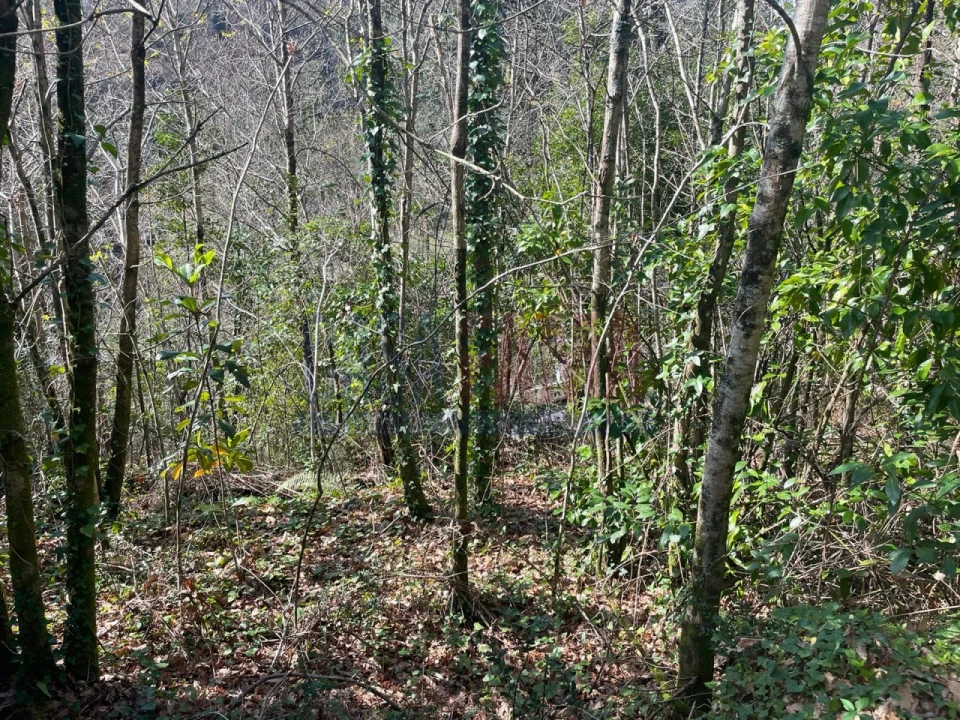 Terreno para Venda em Caniçada e Soengas Foto 9