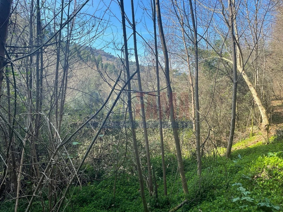 Terreno para Venda em Caniçada e Soengas Foto 10