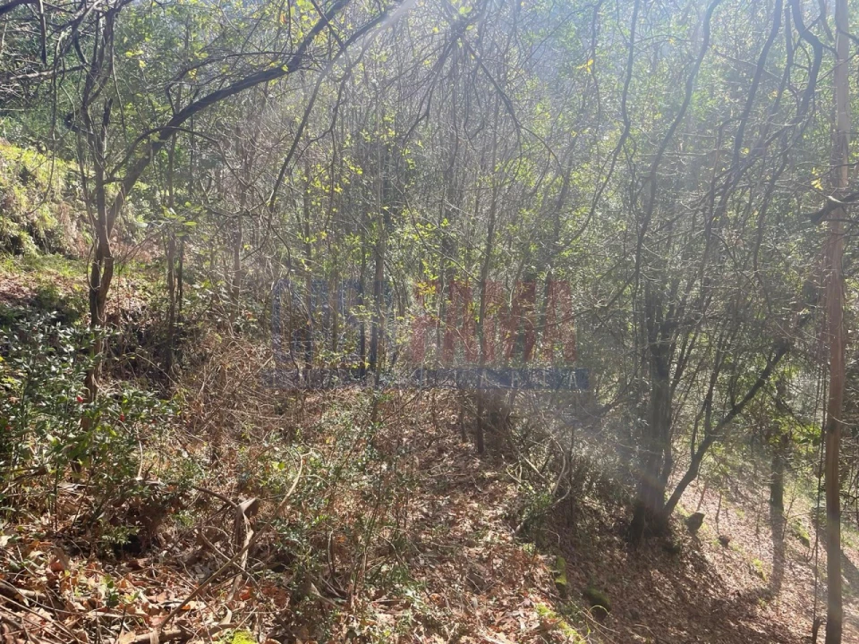 Terreno para Venda em Caniçada e Soengas Foto 19