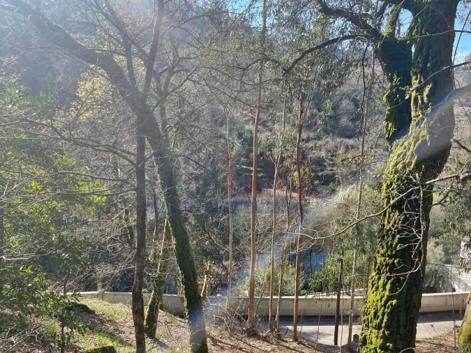 Terreno para Venda em Caniçada e Soengas Foto 11