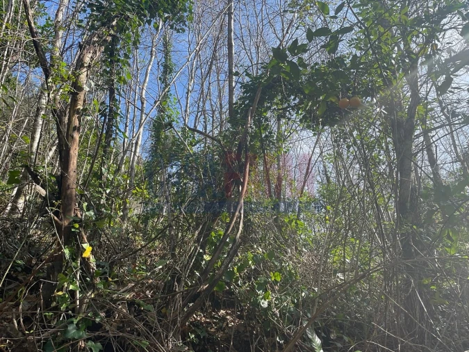 Terreno para Venda em Caniçada e Soengas Foto 14