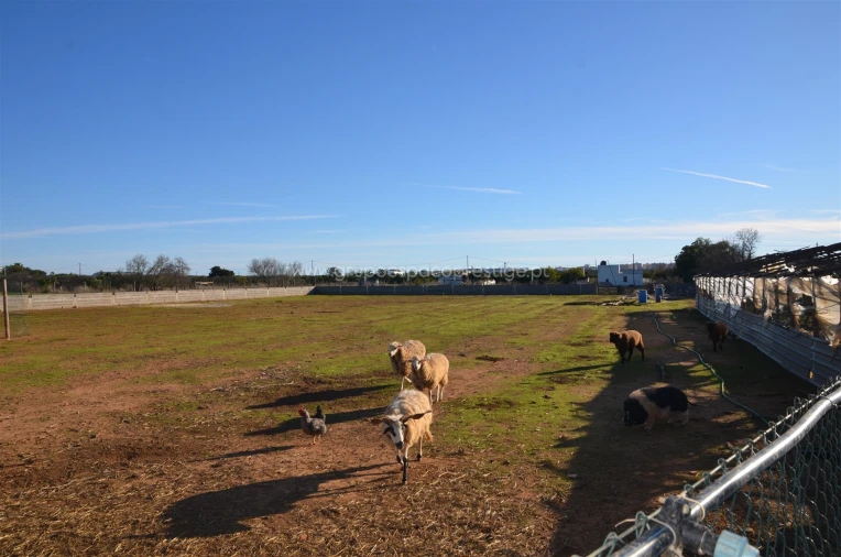 Quinta T3 para Venda em Conceição e Estoi Foto 22
