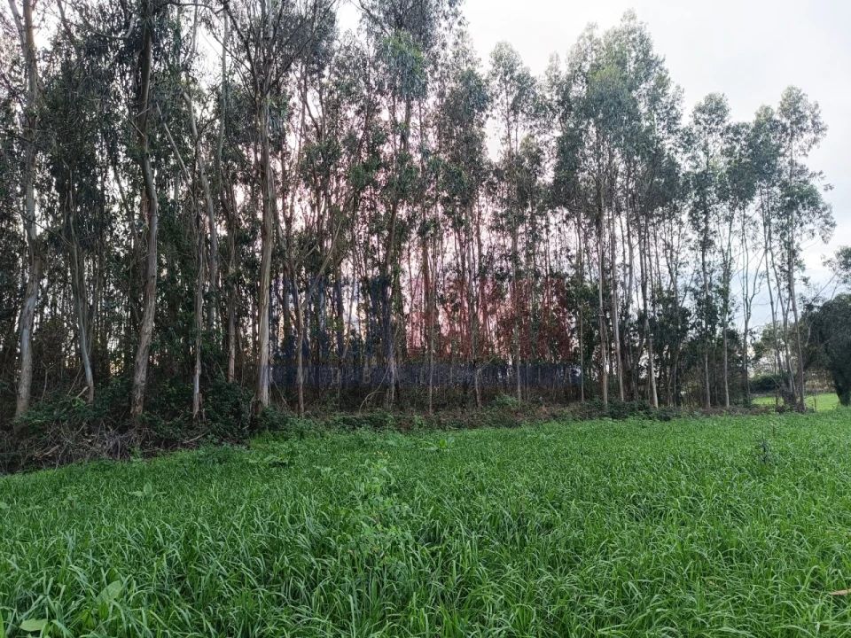 Terreno para Venda em Póvoa de Varzim, Beiriz e Argivai Foto 2