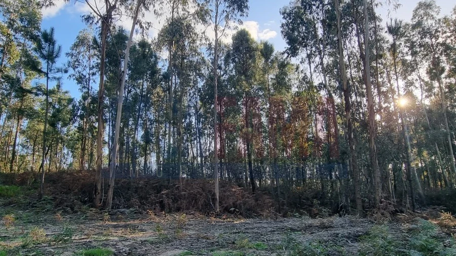 Terreno para Venda em Alvelos
