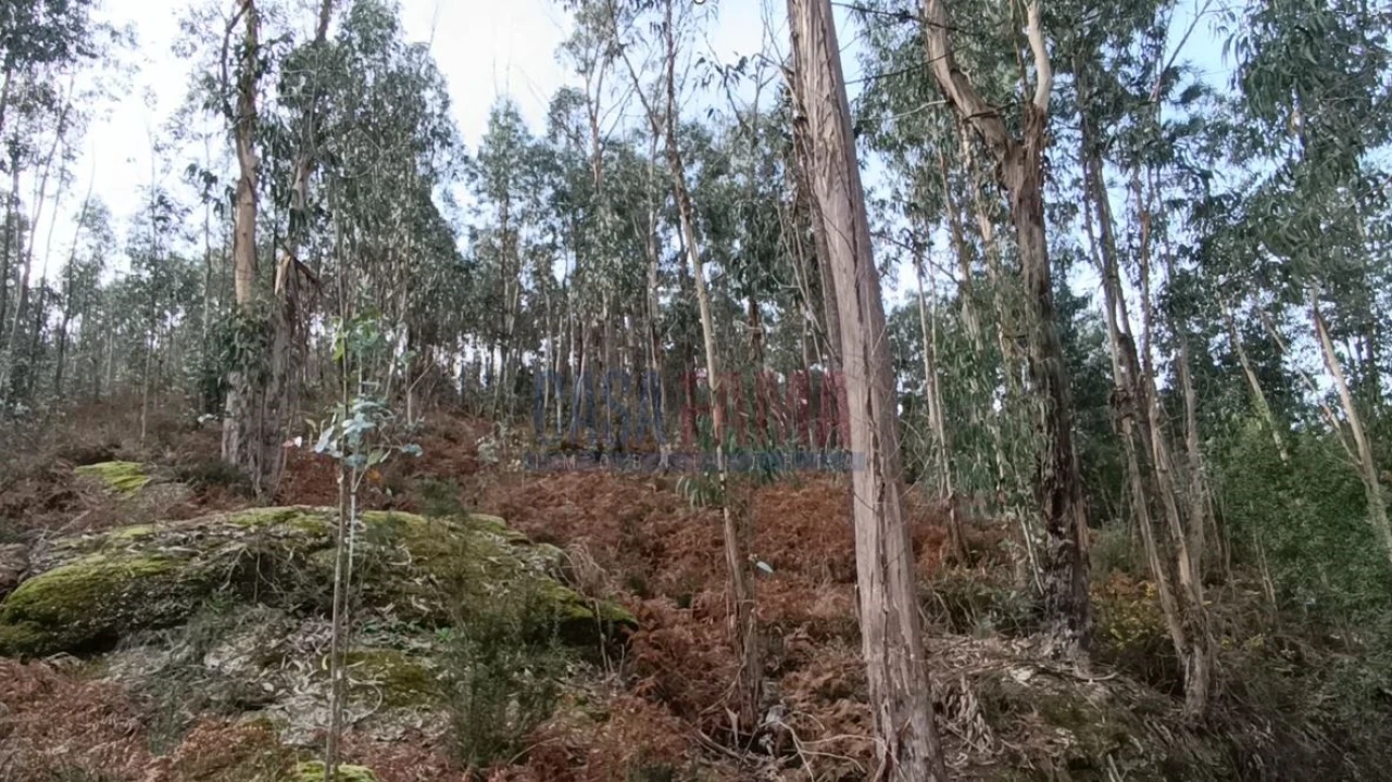 Terreno para Venda em Sobradelo da Goma Foto 1