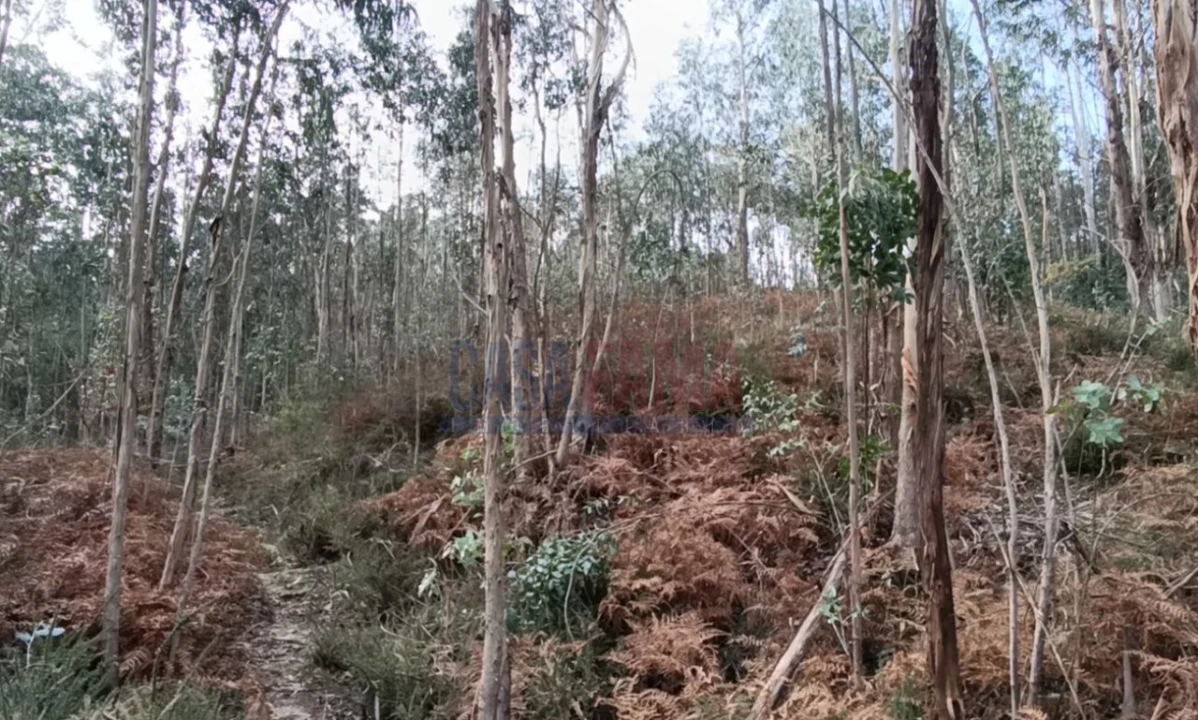Terreno para Venda em Sobradelo da Goma Foto 9