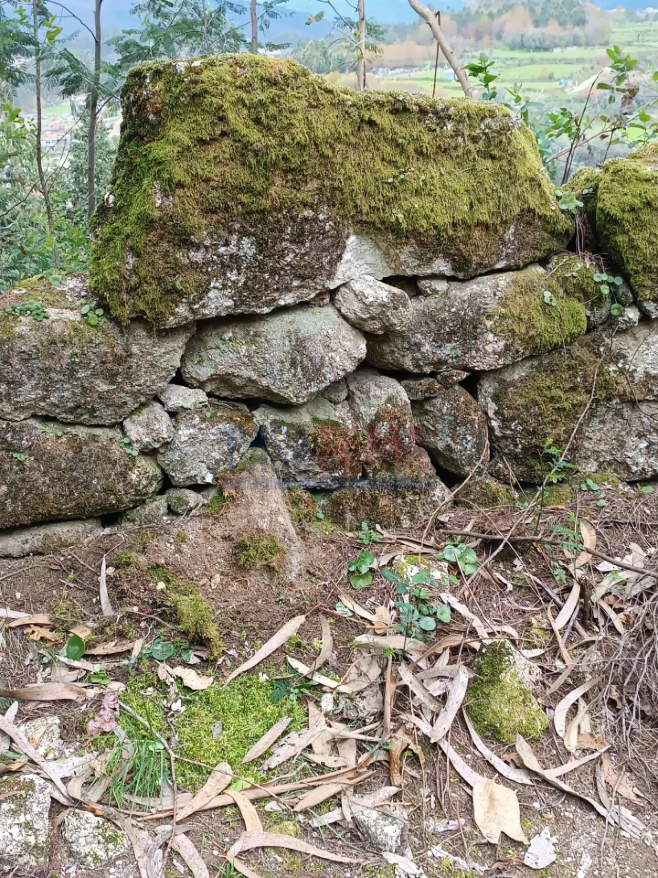 Terreno Agricola ou Rústico para Venda em Sobradelo da Goma Foto 23