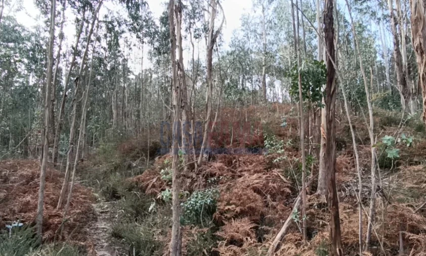 Terreno para Venda em Sobradelo da Goma Foto 9