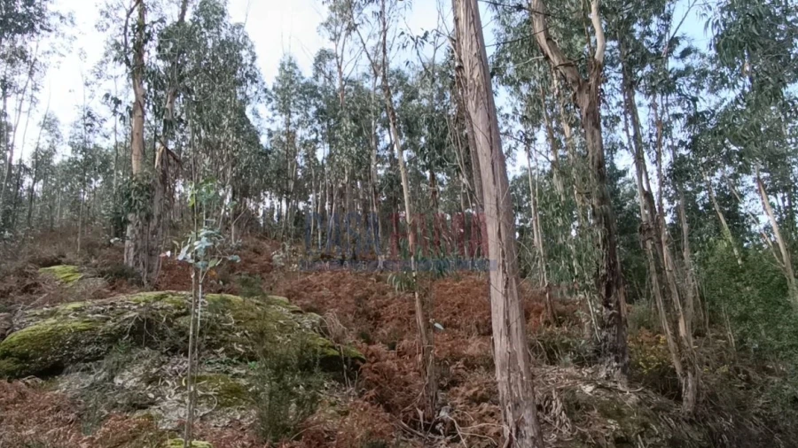 Terreno Agricola ou Rústico para Venda em Sobradelo da Goma