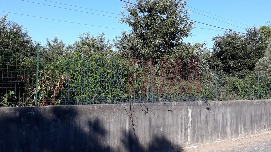 Terreno para Venda em Balazar
