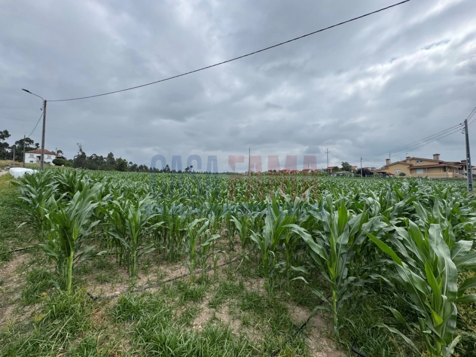 Terreno para Venda em Bagunte, Ferreiró, Outeiro Maior e Parada Foto 3