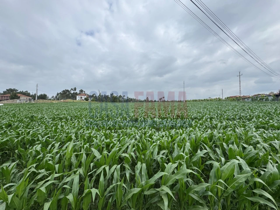 Terreno para Venda em Bagunte, Ferreiró, Outeiro Maior e Parada Foto 7