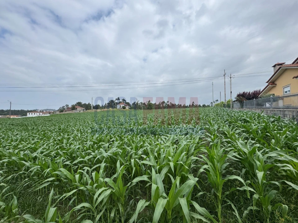 Terreno para Venda em Bagunte, Ferreiró, Outeiro Maior e Parada Foto 11