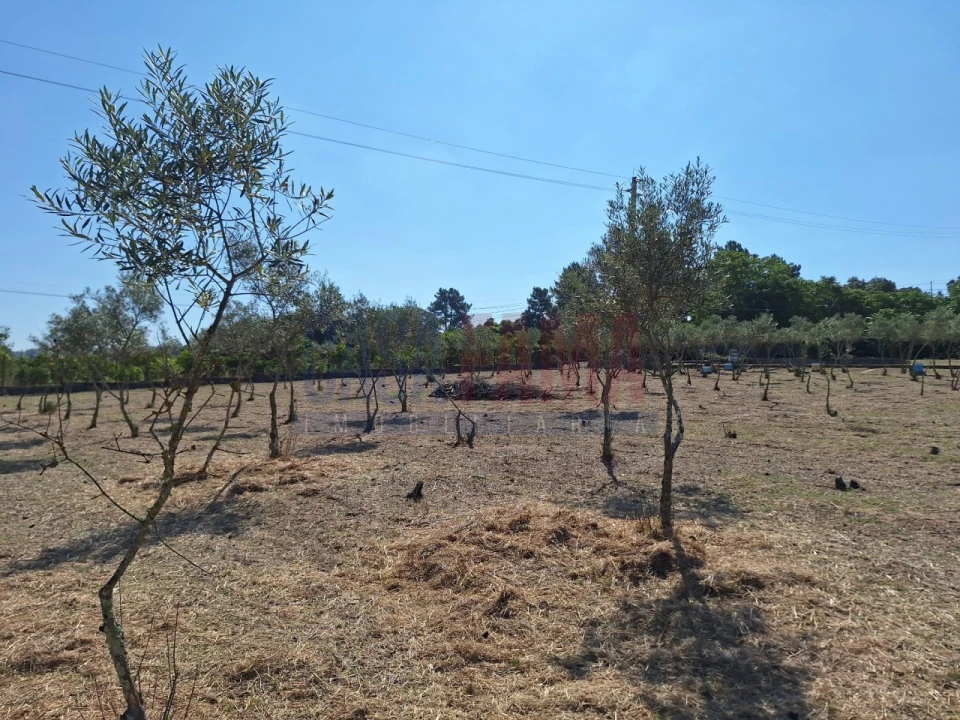 Terreno para Venda em Chamusca e Pinheiro Grande Foto 11