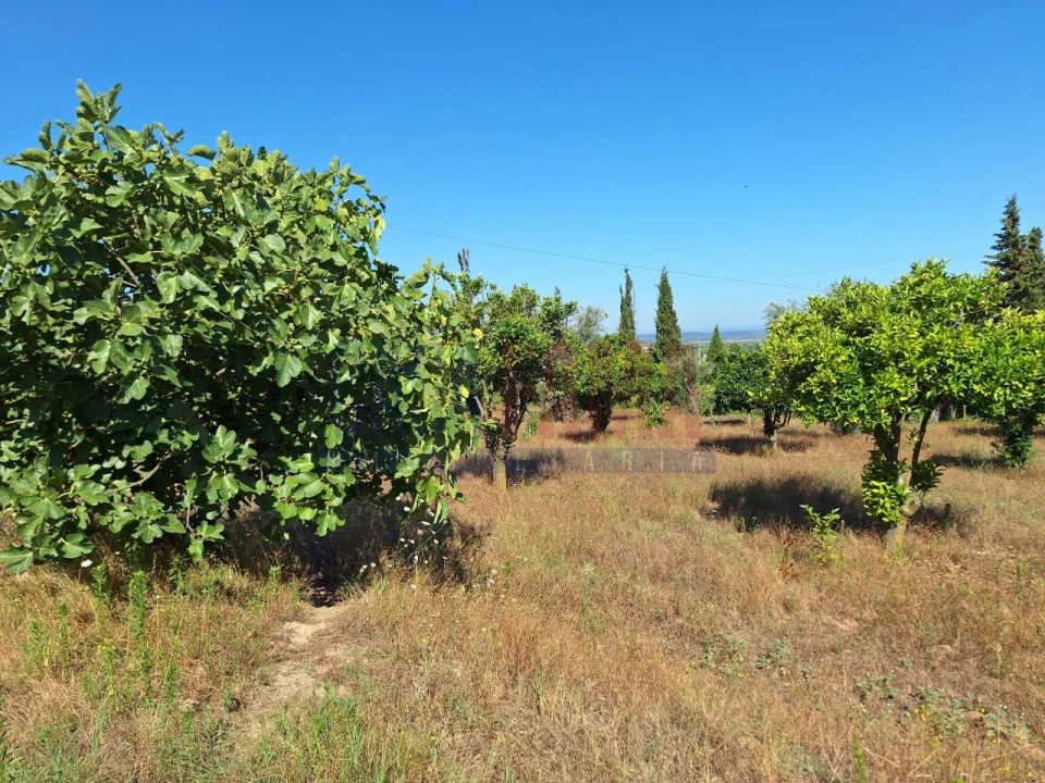Terreno para Venda em Chamusca e Pinheiro Grande Foto 21
