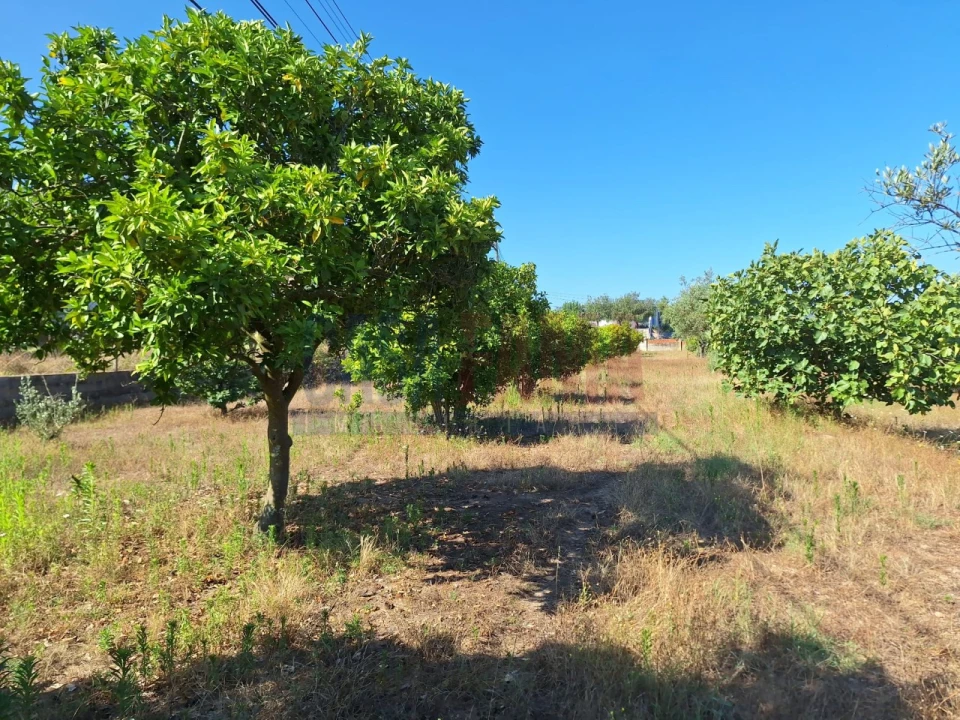 Terreno para Venda em Chamusca e Pinheiro Grande Foto 24