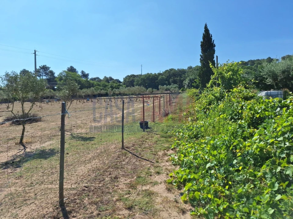 Terreno para Venda em Chamusca e Pinheiro Grande Foto 26