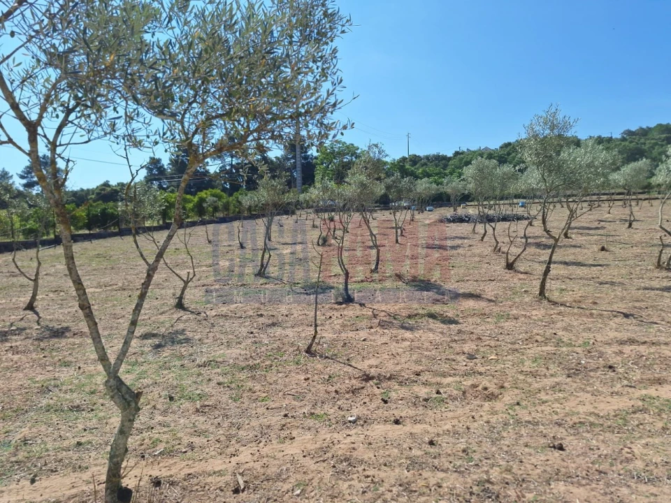 Terreno para Venda em Chamusca e Pinheiro Grande Foto 28
