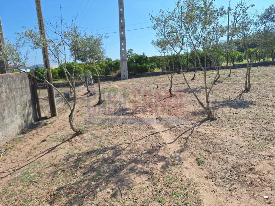 Terreno para Venda em Chamusca e Pinheiro Grande Foto 29