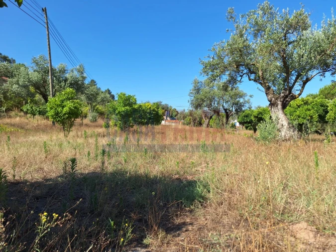 Terreno para Venda em Chamusca e Pinheiro Grande Foto 27