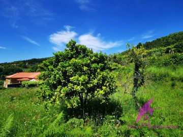 Terreno para Venda em Amonde