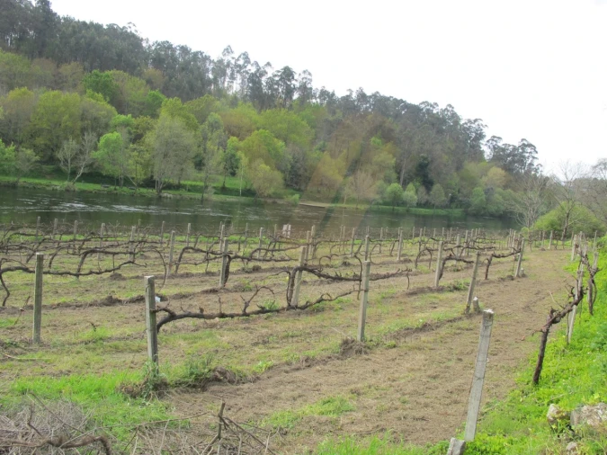 Terreno para Venda em Távora (Santa Maria e São Vicente) Foto 6