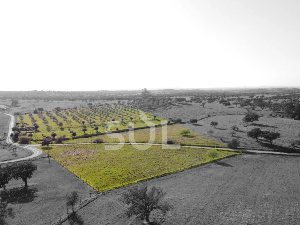 Terreno para Venda em Ourique Foto 4