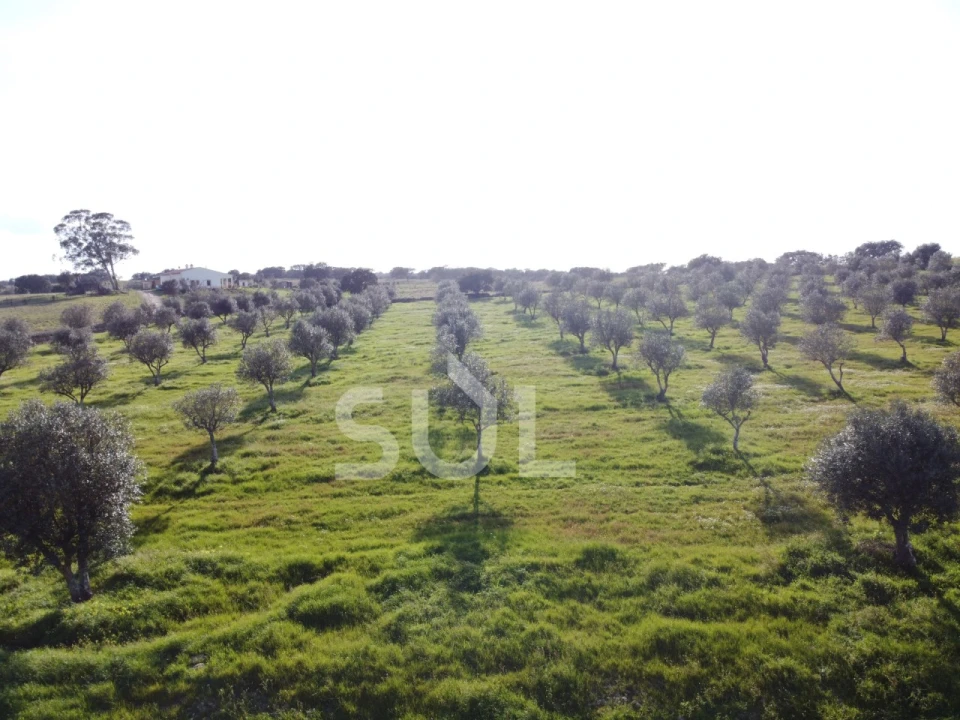 Terreno para Venda em Ourique Foto 28