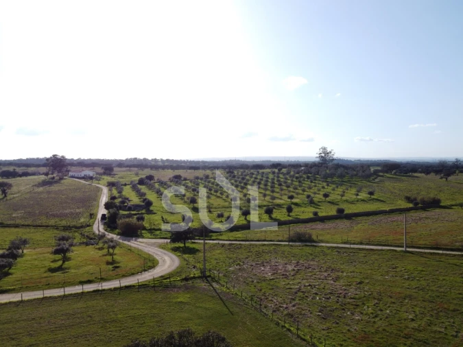 Terreno para Venda em Ourique Foto 7
