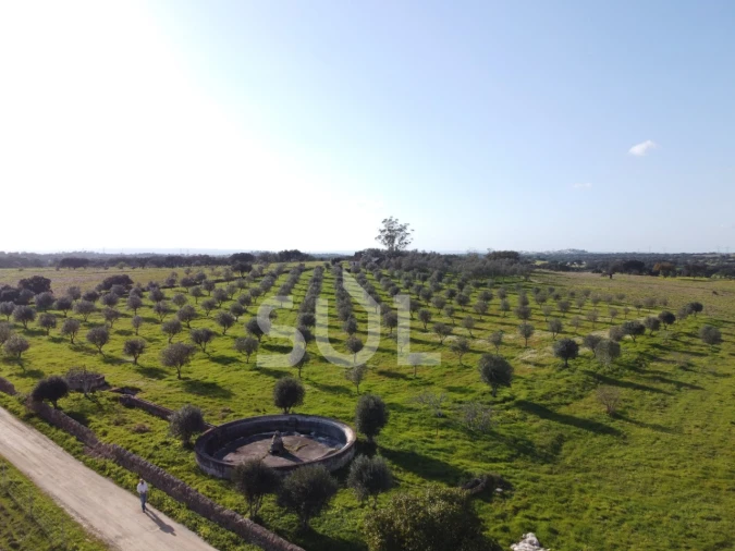 Terreno para Venda em Ourique Foto 10