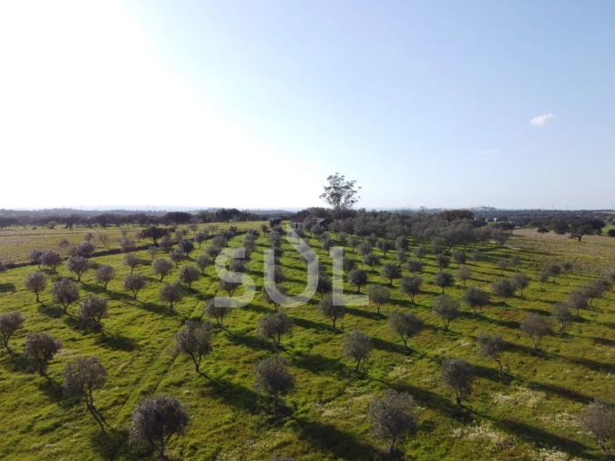 Terreno para Venda em Ourique Foto 11