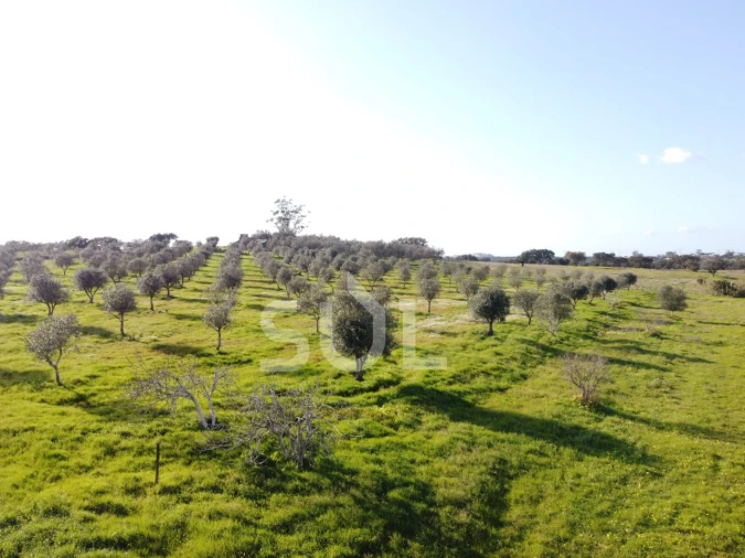 Terreno para Venda em Ourique Foto 20