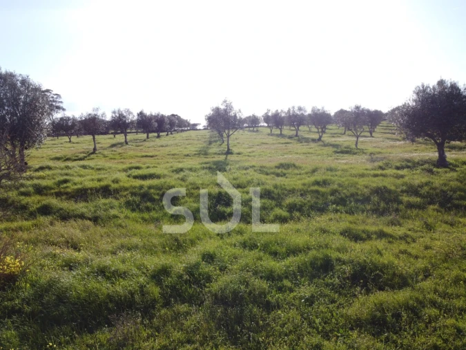 Terreno para Venda em Ourique Foto 29