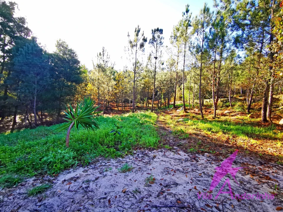 Terreno para Venda em Ancora Foto 20